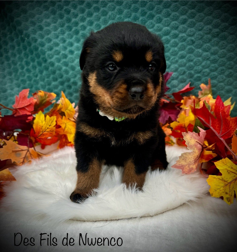 des fils de Nwenco - Chiot disponible  - Rottweiler