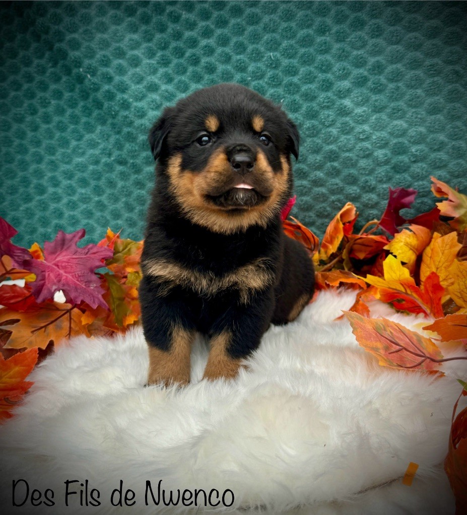 des fils de Nwenco - Chiot disponible  - Rottweiler