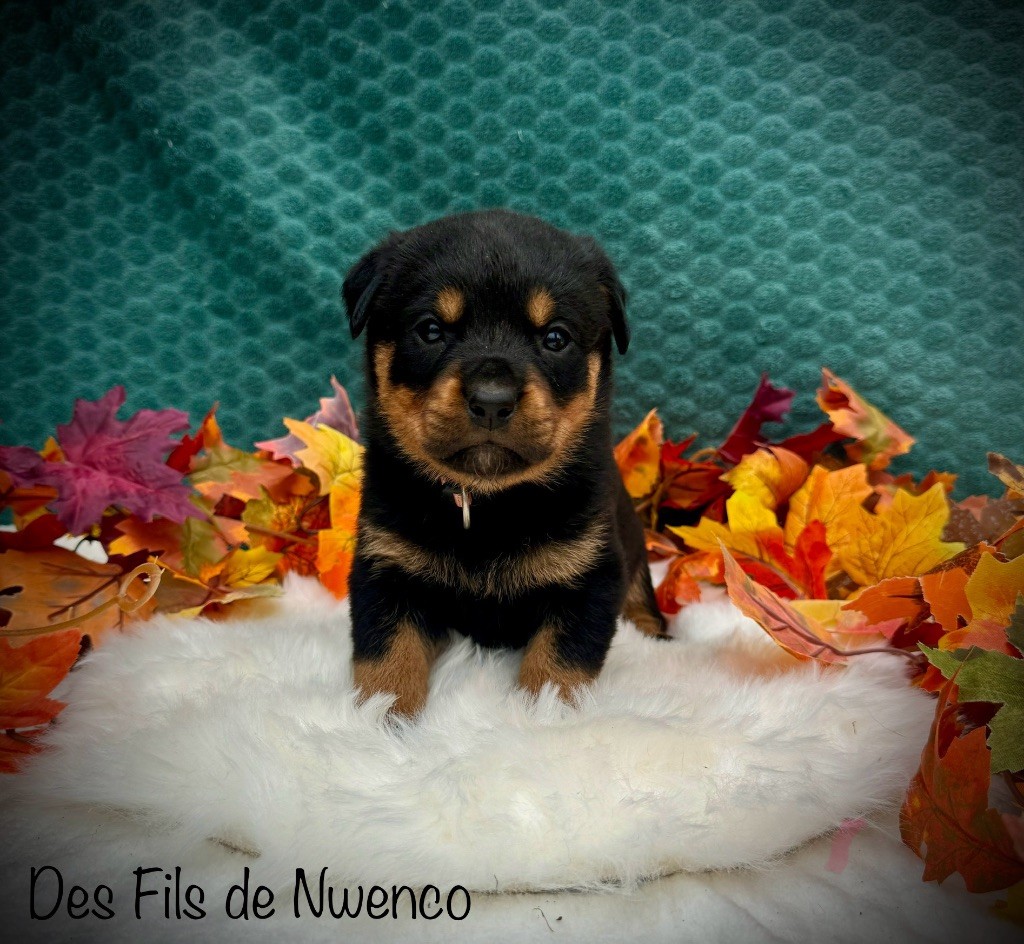 des fils de Nwenco - Chiot disponible  - Rottweiler