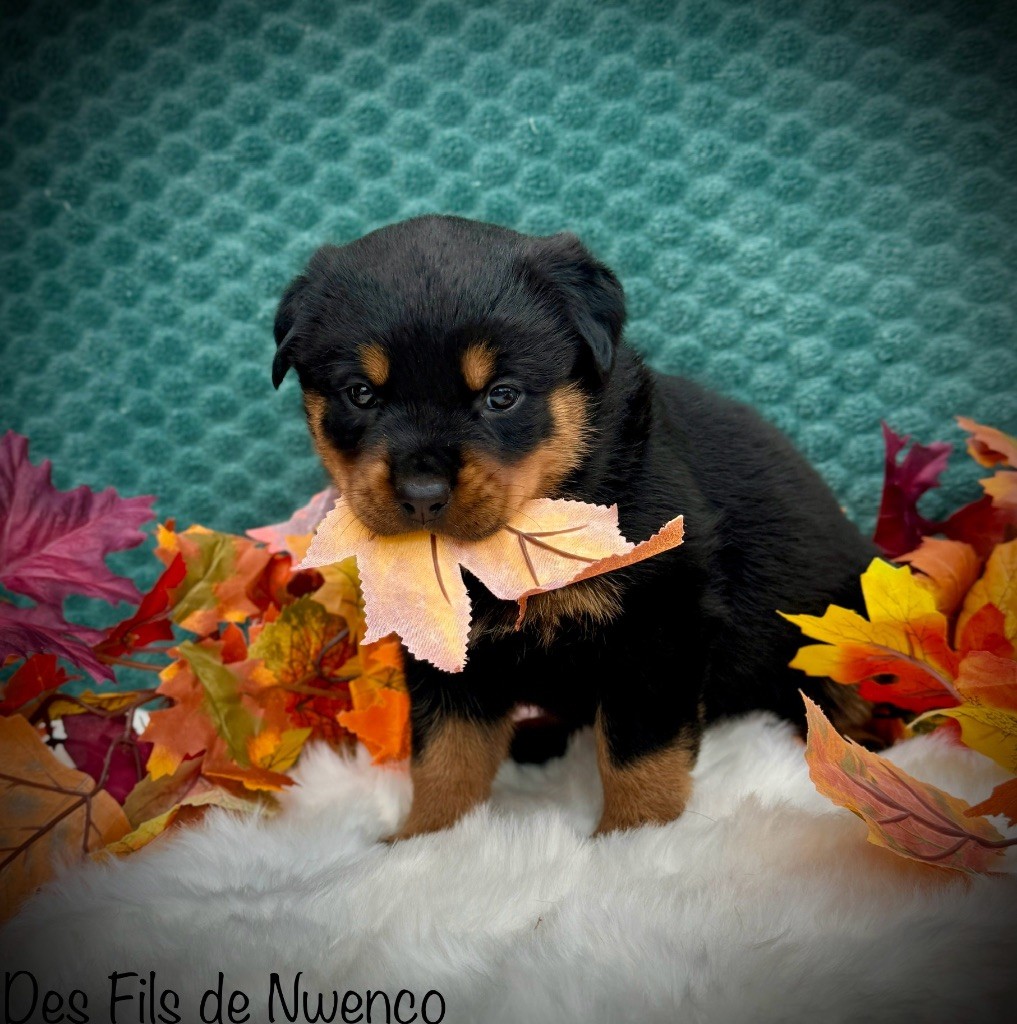 des fils de Nwenco - Chiot disponible  - Rottweiler