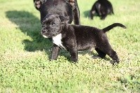 des fils de Nwenco - Staffordshire Bull Terrier - Portée née le 01/05/2018