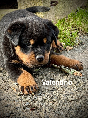 Valentino