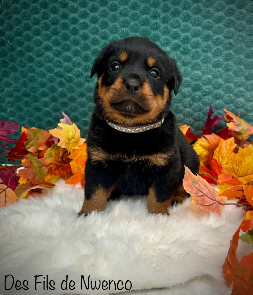 des fils de Nwenco - Chiot disponible  - Rottweiler