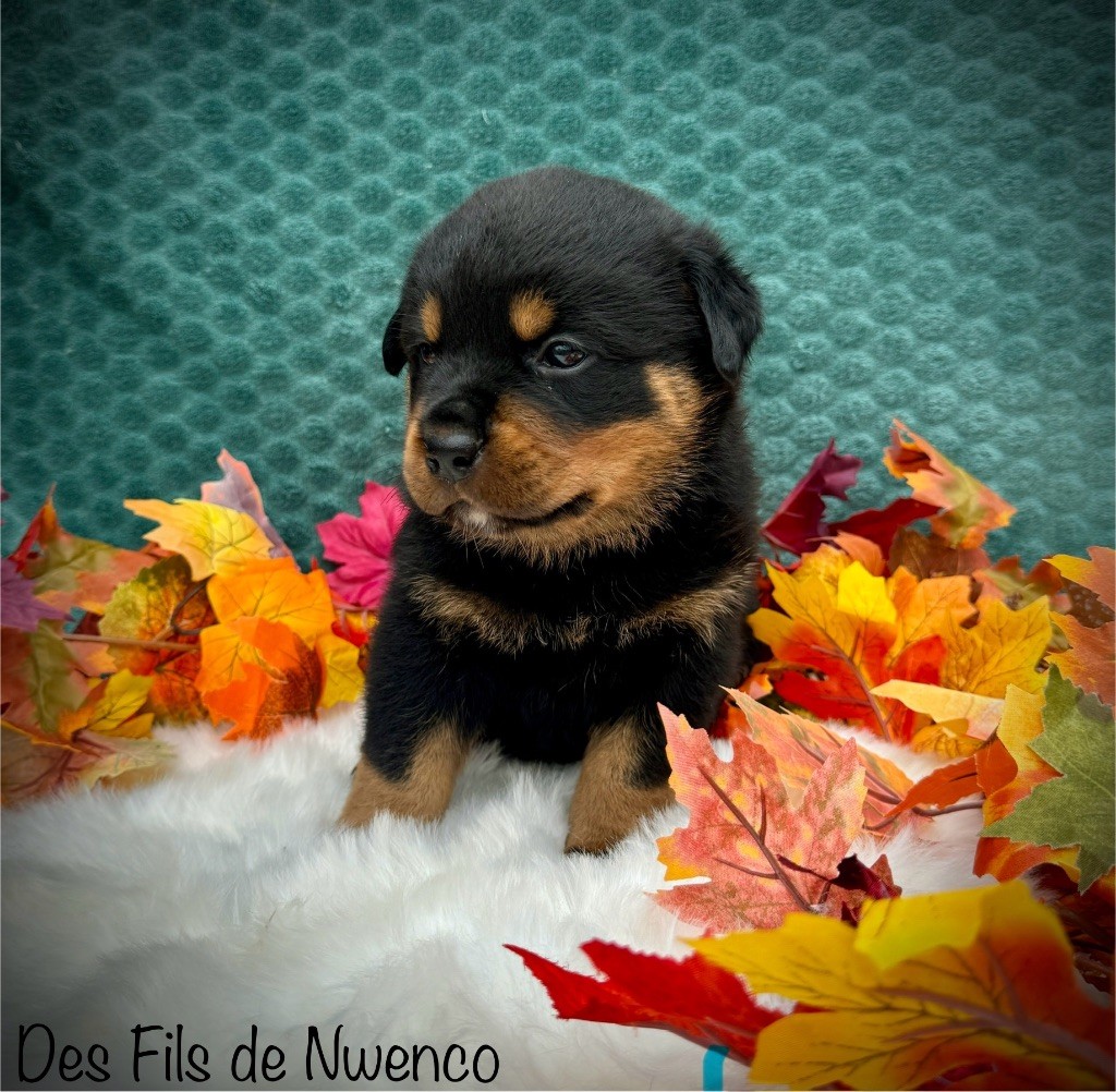 des fils de Nwenco - Chiot disponible  - Rottweiler