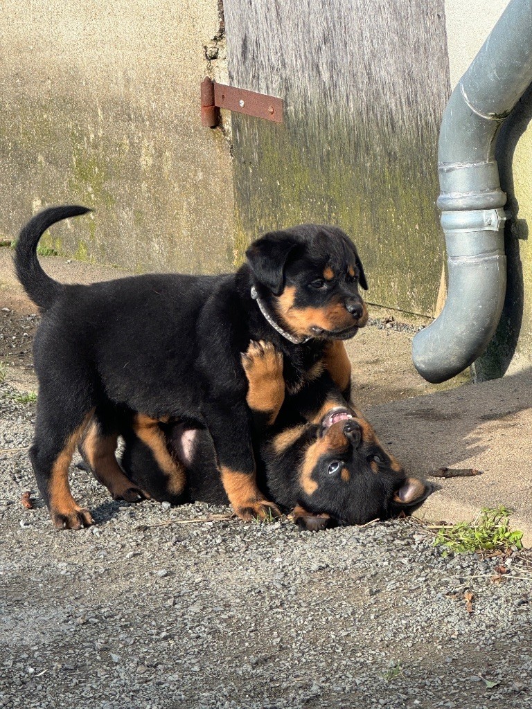 des fils de Nwenco - Chiot disponible  - Rottweiler