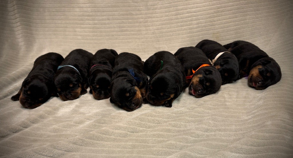 chiot Rottweiler des fils de Nwenco