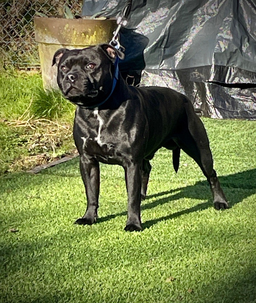 Pumba des fils de Nwenco