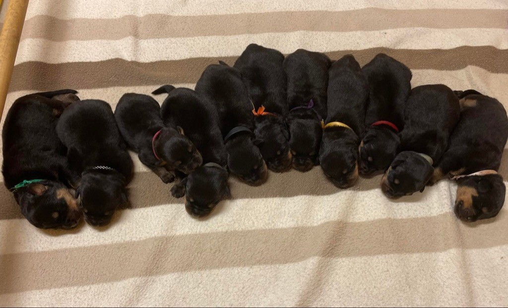des fils de Nwenco - photo de groupe