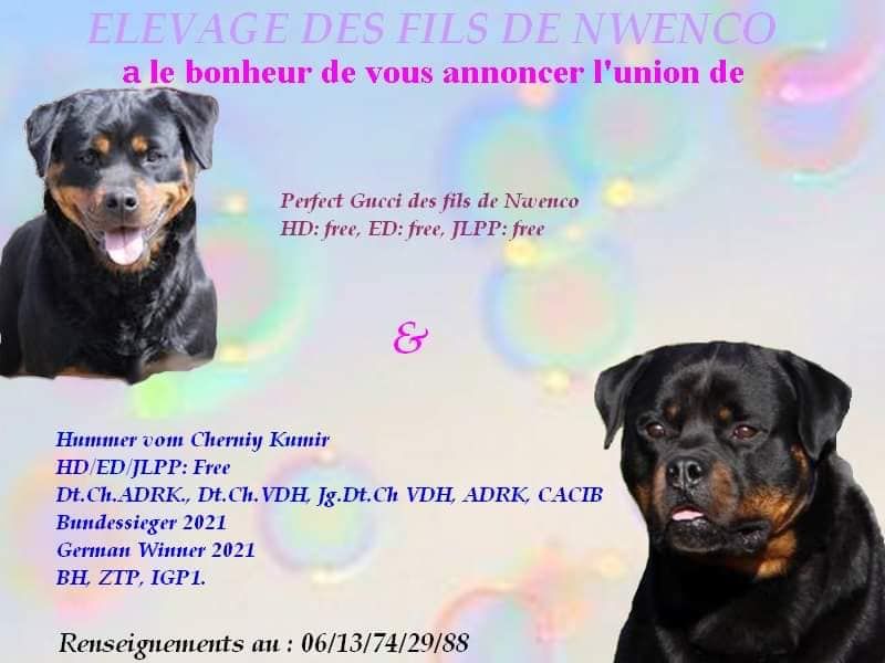 des fils de Nwenco - Des bébés à venir