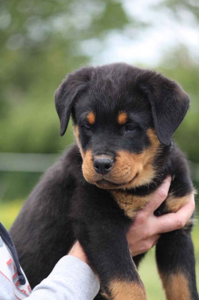 des fils de Nwenco - Rottweiler - Portée née le 21/02/2019