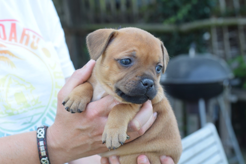 des fils de Nwenco - Chiots disponibles - Staffordshire Bull Terrier