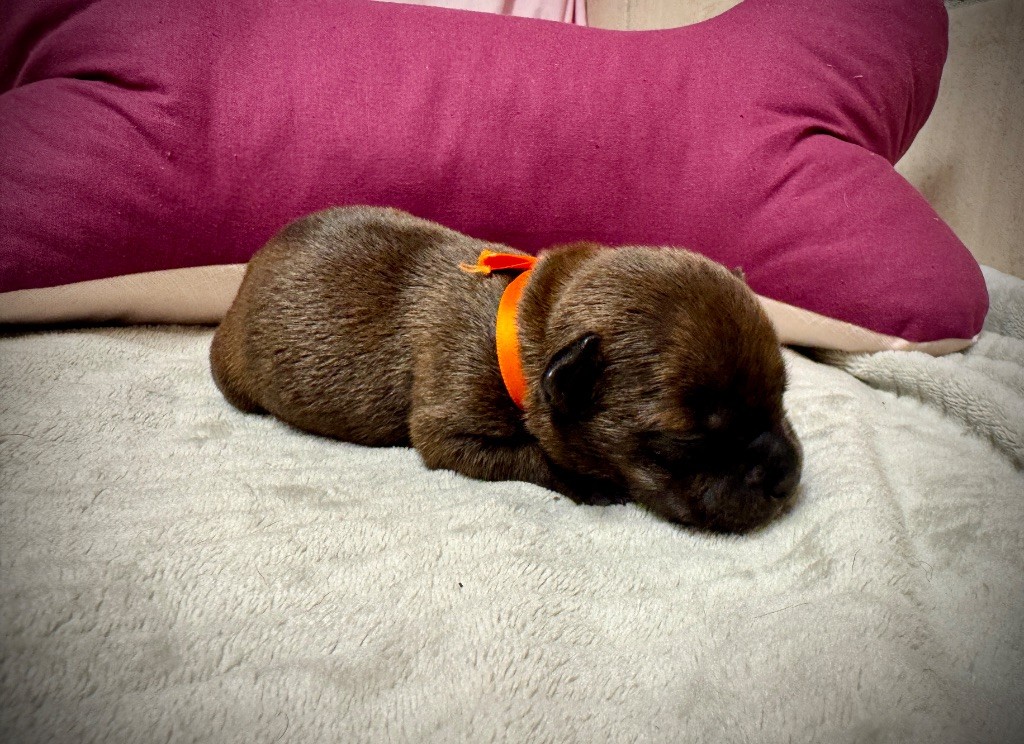 des fils de Nwenco - Chiots disponibles - Staffordshire Bull Terrier