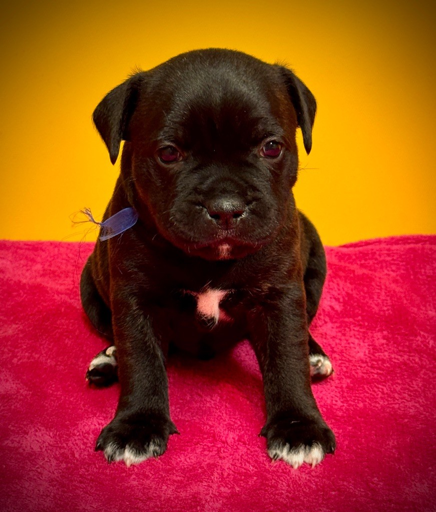 des fils de Nwenco - Staffordshire Bull Terrier - Portée née le 24/01/2025