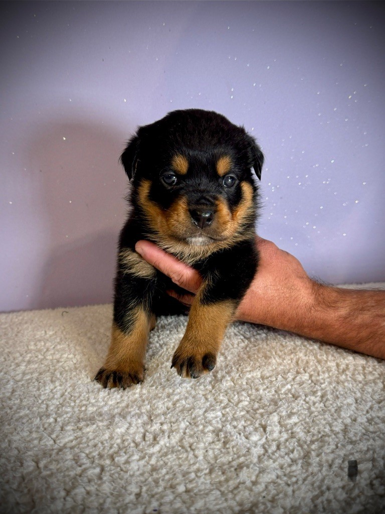des fils de Nwenco - Chiots disponibles - Rottweiler