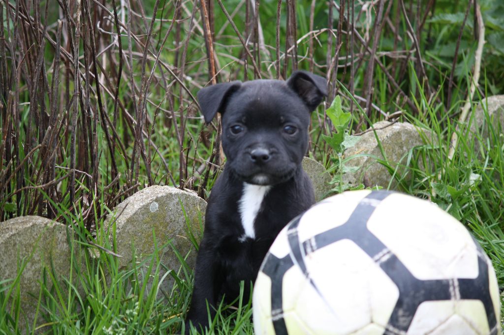 des fils de Nwenco - Staffordshire Bull Terrier - Portée née le 12/02/2018