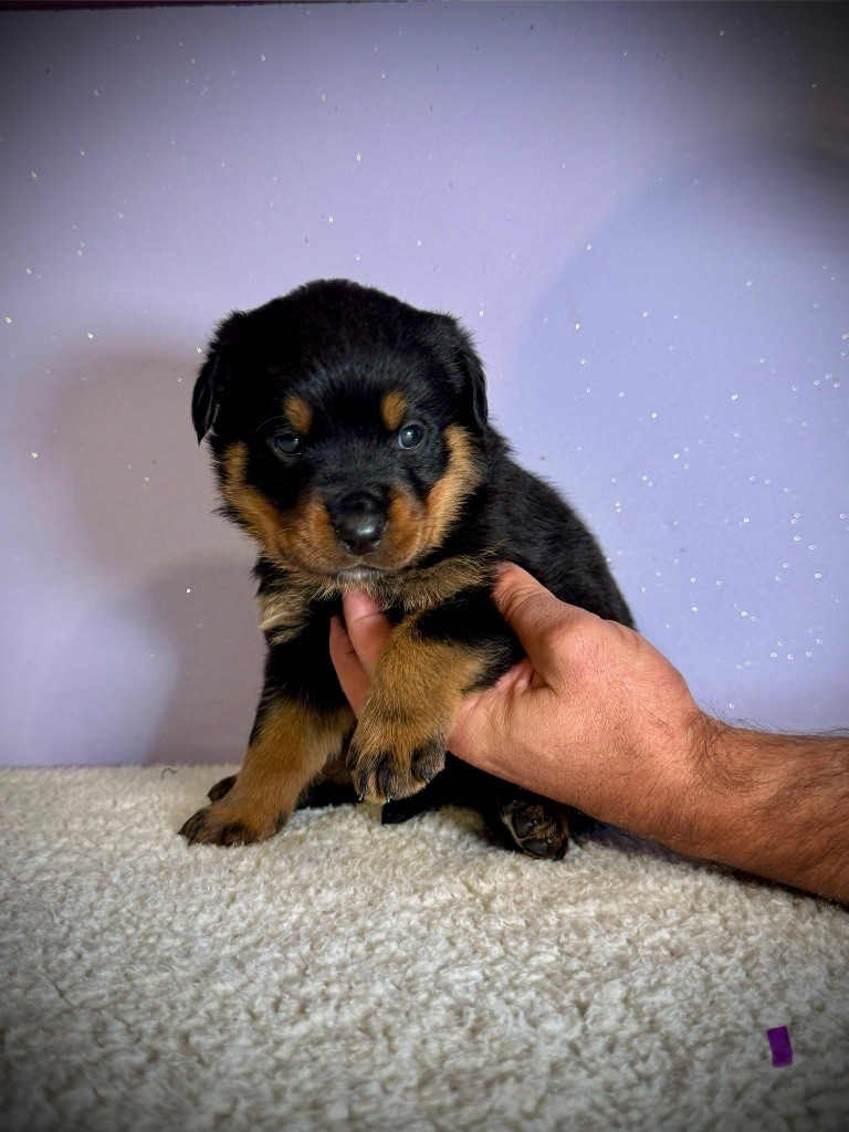des fils de Nwenco - Chiots disponibles - Rottweiler
