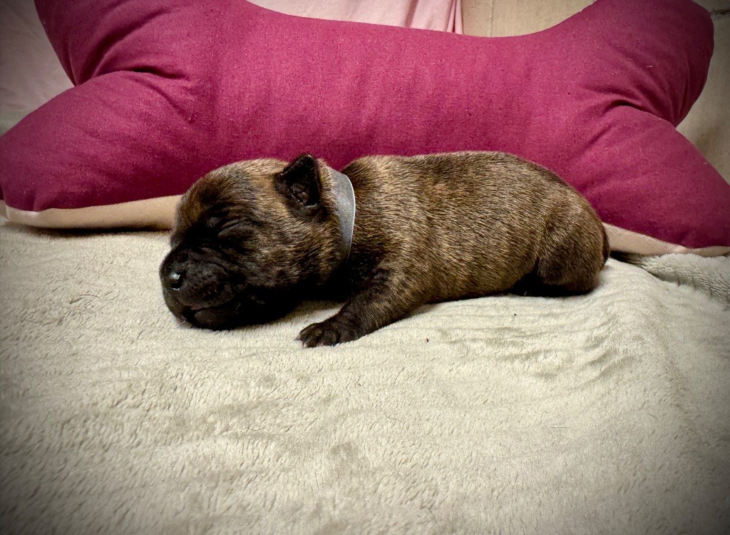 des fils de Nwenco - Chiots disponibles - Staffordshire Bull Terrier