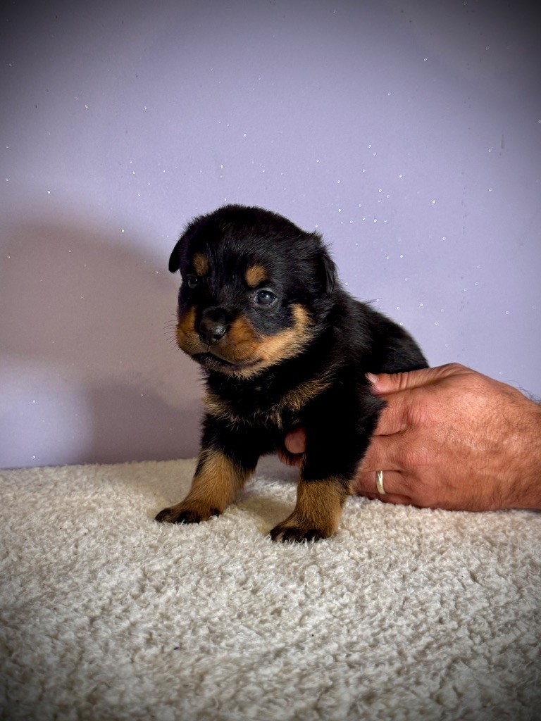 des fils de Nwenco - Chiots disponibles - Rottweiler