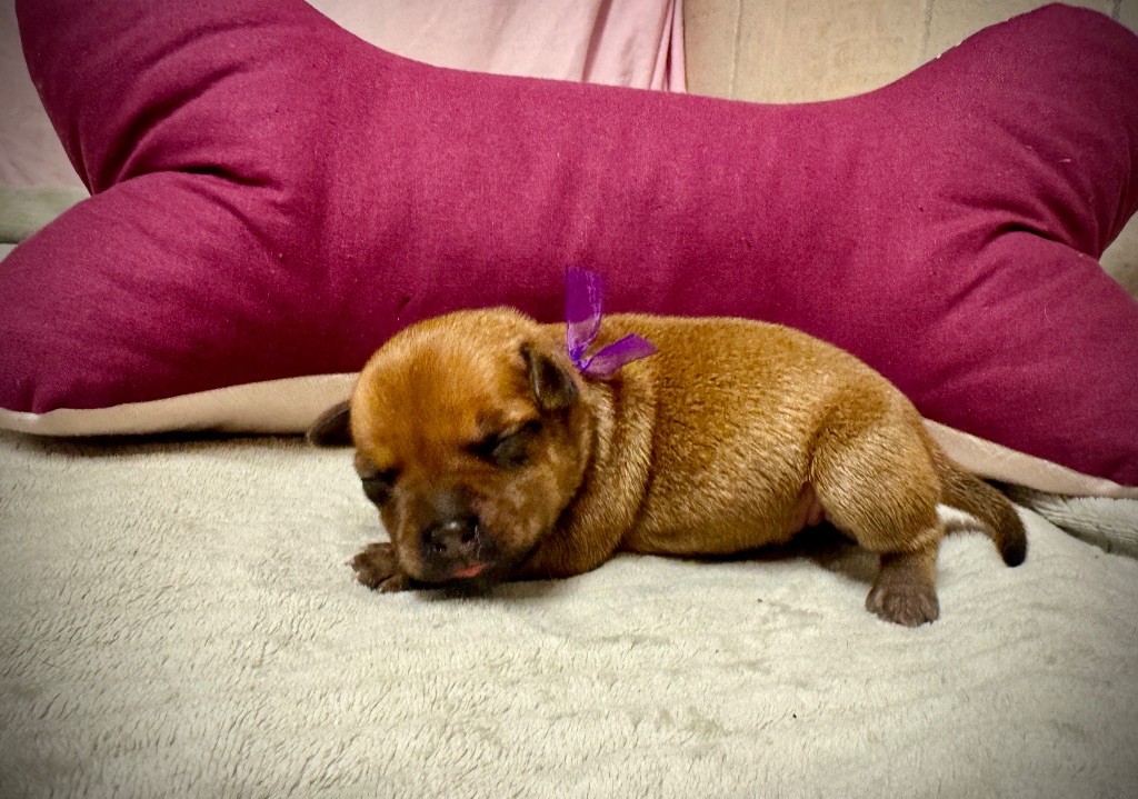 des fils de Nwenco - Chiots disponibles - Staffordshire Bull Terrier