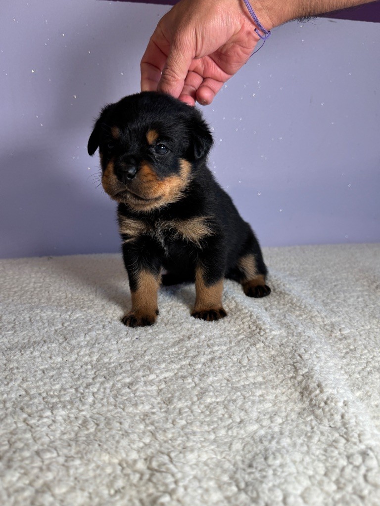 des fils de Nwenco - Chiots disponibles - Rottweiler
