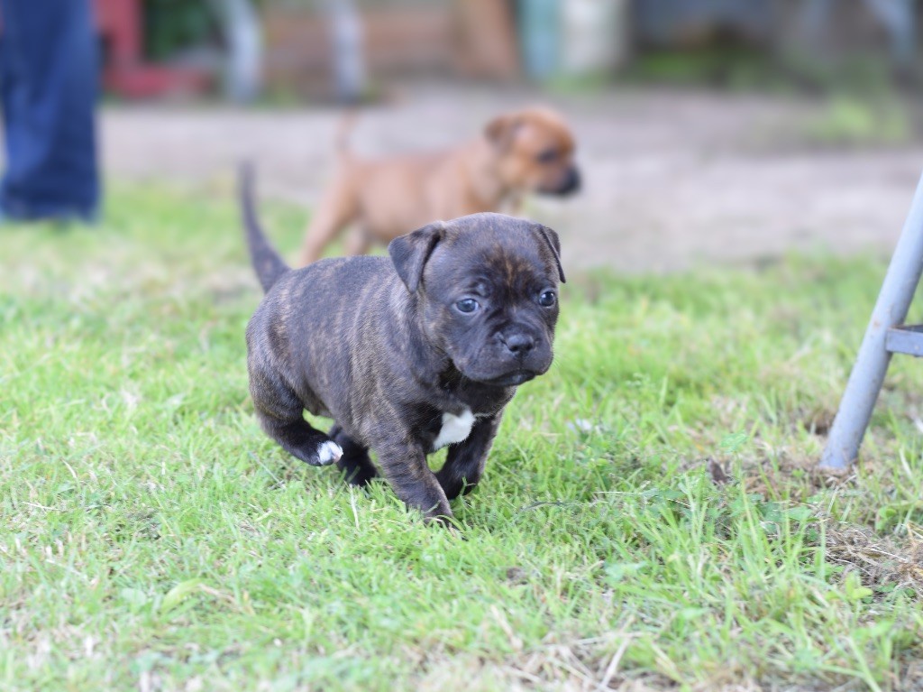 des fils de Nwenco - Staffordshire Bull Terrier - Portée née le 06/05/2025