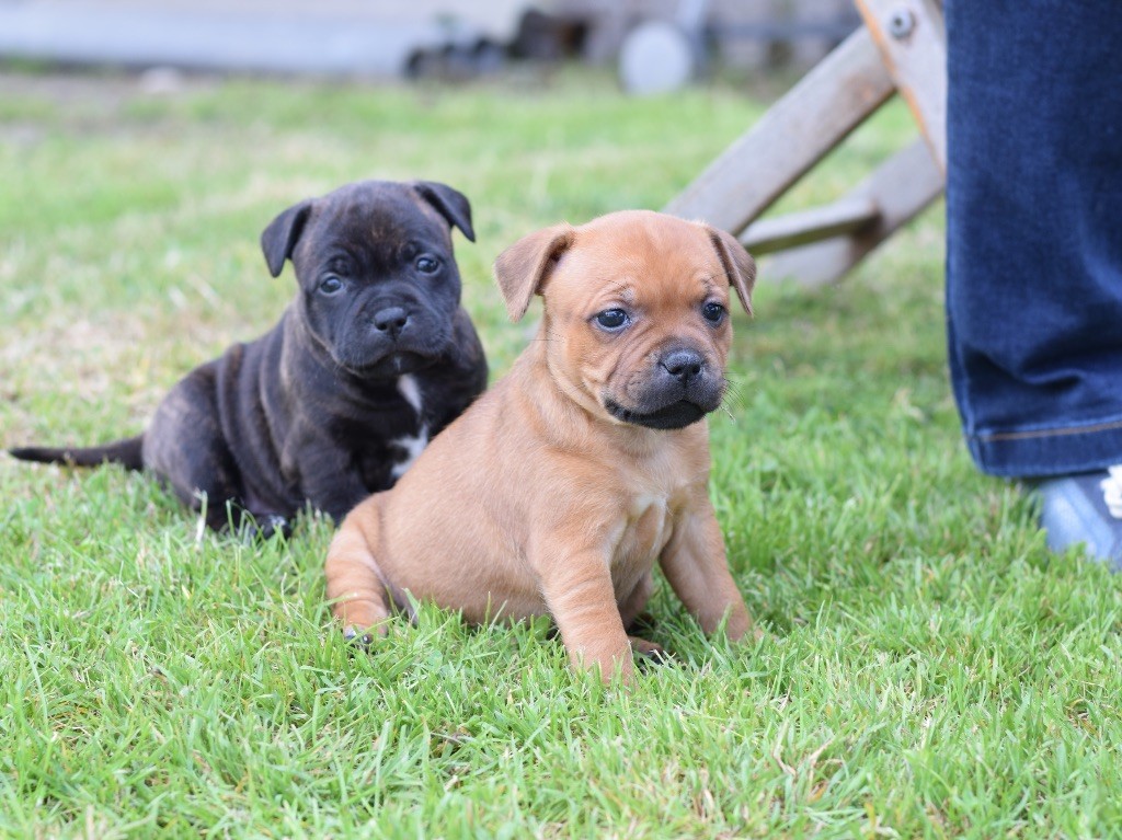 des fils de Nwenco - Chiots disponibles - Staffordshire Bull Terrier