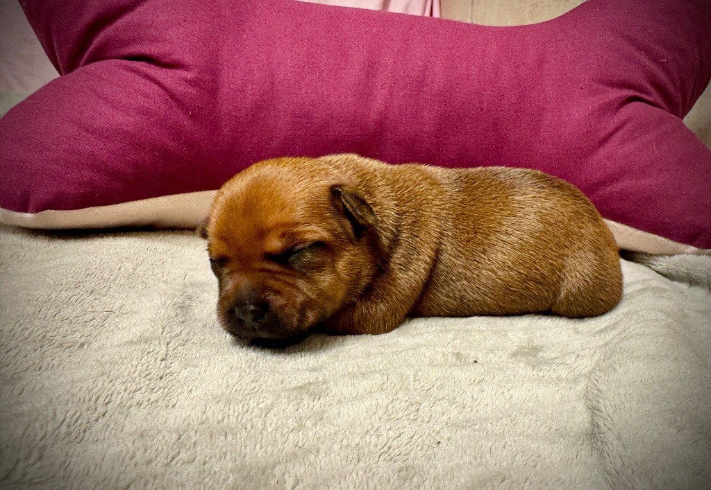 des fils de Nwenco - Chiots disponibles - Staffordshire Bull Terrier