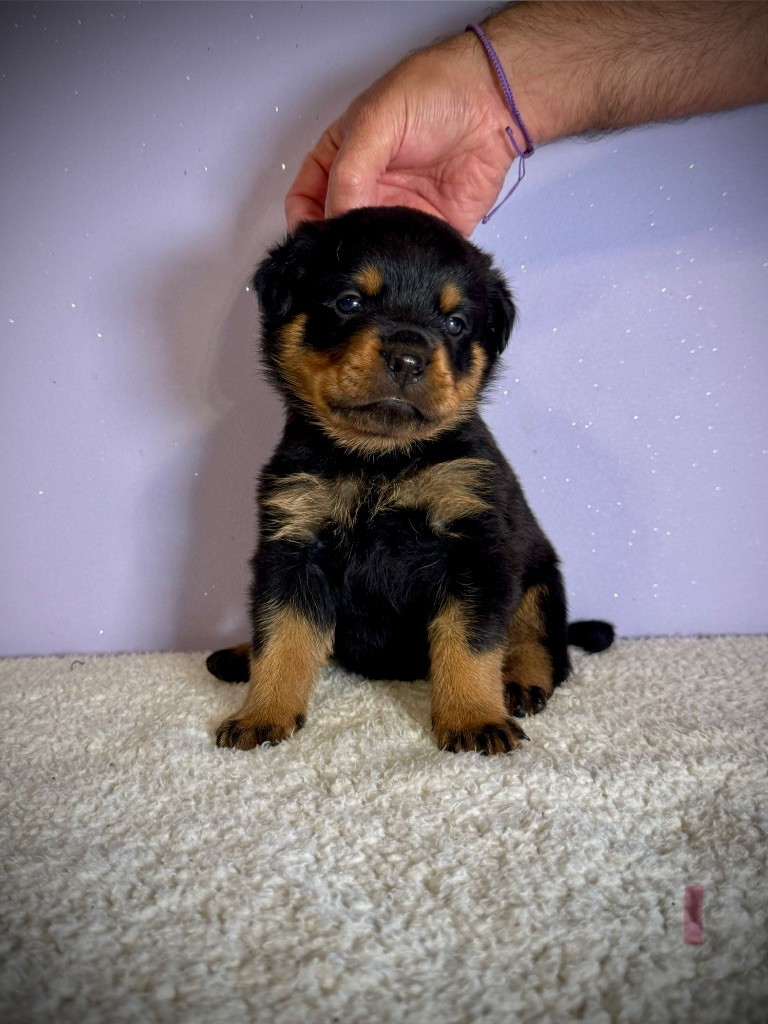 des fils de Nwenco - Chiots disponibles - Rottweiler