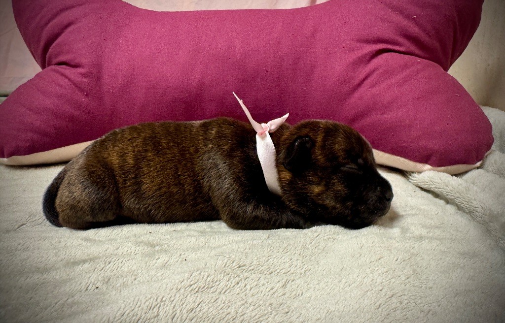 des fils de Nwenco - Chiots disponibles - Staffordshire Bull Terrier