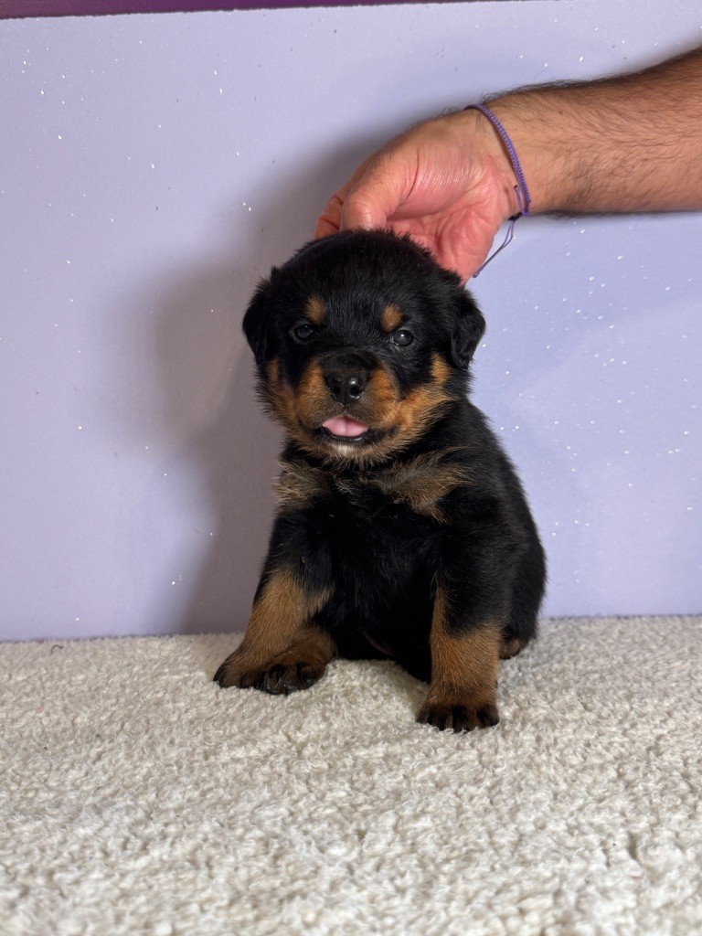 des fils de Nwenco - Chiots disponibles - Rottweiler