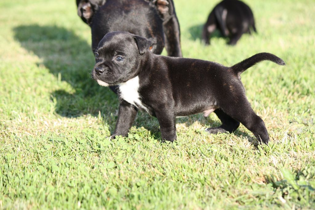 des fils de Nwenco - Staffordshire Bull Terrier - Portée née le 01/05/2018