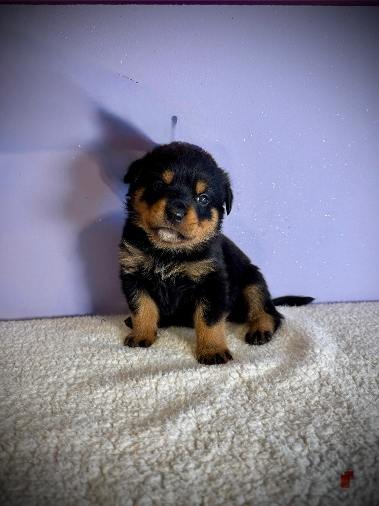 des fils de Nwenco - Chiots disponibles - Rottweiler