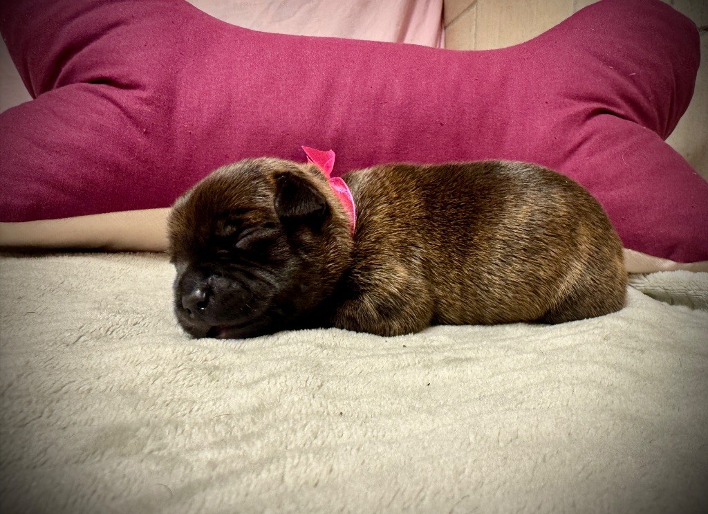 des fils de Nwenco - Chiots disponibles - Staffordshire Bull Terrier
